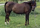 Arabian - Horse for Sale in Rantoul, KS 66079 Arabian - Horse for Sale in Rantoul, KS 66079