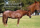 Quarter Horse - Horse for Sale in Fairview, TX 75069 Quarter Horse - Horse for Sale in Fairview, TX 75069