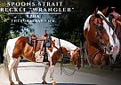 Paint - Horse for Sale in Argyle, TX 76226 Paint - Horse for Sale in Argyle, TX 76226
