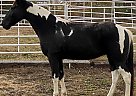 Tennessee Walking - Horse for Sale in Justin, TX 76247 Tennessee Walking - Horse for Sale in Justin, TX 76247