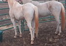 Arabian - Horse for Sale in Prague, OK 74864 Arabian - Horse for Sale in Prague, OK 74864