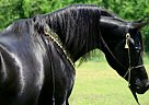 Arabian - Horse for Sale in Ocala, FL 34482 Arabian - Horse for Sale in Ocala, FL 34482