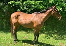 Thoroughbred - Horse for Sale in Magnolia, TX 77354 Thoroughbred - Horse for Sale in Magnolia, TX 77354