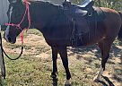 Arabian - Horse for Sale in Clovis, NM 88101 Arabian - Horse for Sale in Clovis, NM 88101