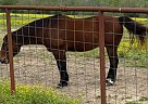 Quarter Horse - Horse for Sale in Liberty, TX 77575 Quarter Horse - Horse for Sale in Liberty, TX 77575
