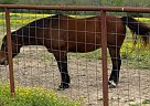 Quarter Horse - Horse for Sale in Liberty, TX 77575 Quarter Horse - Horse for Sale in Liberty, TX 77575