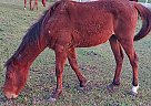 Arabian - Horse for Sale in Sugar Land, TX 77478 Arabian - Horse for Sale in Sugar Land, TX 77478