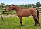 Arabian - Horse for Sale in Concord, ND 28027 Arabian - Horse for Sale in Concord, ND 28027