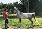 Arabian - Horse for Sale in Parksville, NY 12768 Arabian - Horse for Sale in Parksville, NY 12768