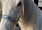 Arabian - Horse for Sale in Arden, NC 28791 Arabian - Horse for Sale in Arden, NC 28791