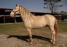 Andalusian - Horse for Sale in , TX 77396 Andalusian - Horse for Sale in , TX 77396