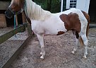 Paint - Horse for Sale in Huffman, TX 77336 Paint - Horse for Sale in Huffman, TX 77336