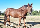 Morgan - Horse for Sale in Mexia, TX 76667 Morgan - Horse for Sale in Mexia, TX 76667