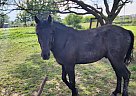 Other - Horse for Sale in Cleburne, TX 76031 Other - Horse for Sale in Cleburne, TX 76031
