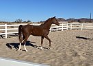 Arabian - Horse for Sale in Lake Havasu City, AZ 86403 Arabian - Horse for Sale in Lake Havasu City, AZ 86403