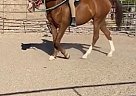 Arabian - Horse for Sale in Lake Havasu City, AZ 86403 Arabian - Horse for Sale in Lake Havasu City, AZ 86403