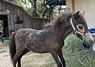 Miniature - Horse for Sale in Georgetown, TX 78628 Miniature - Horse for Sale in Georgetown, TX 78628