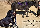 Appaloosa - Horse for Sale in Bogata, TX 75417 Appaloosa - Horse for Sale in Bogata, TX 75417