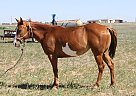 Paint - Horse for Sale in Muleshoe, TX 79437 Paint - Horse for Sale in Muleshoe, TX 79437
