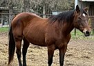 Quarter Horse - Horse for Sale in Rockdale, TX 76567 Quarter Horse - Horse for Sale in Rockdale, TX 76567