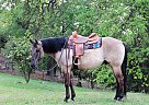 Quarter Horse - Horse for Sale in New Braunfels, TX 78132 Quarter Horse - Horse for Sale in New Braunfels, TX 78132