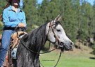 Arabian - Horse for Sale in Custer, SD 57730 Arabian - Horse for Sale in Custer, SD 57730