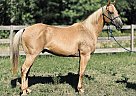 Quarter Horse - Horse for Sale in Montgomery, TX 77356 Quarter Horse - Horse for Sale in Montgomery, TX 77356