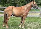 Quarter Pony - Horse for Sale in Montgomery, TX 77356 Quarter Pony - Horse for Sale in Montgomery, TX 77356