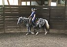 Pony of the Americas - Horse for Sale in Sterling, OH 44276 Pony of the Americas - Horse for Sale in Sterling, OH 44276