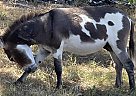 Other - Horse for Sale in Seguin, TX 78155 Other - Horse for Sale in Seguin, TX 78155