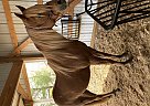 Arabian - Horse for Sale in Baldwin, WI 54002 Arabian - Horse for Sale in Baldwin, WI 54002