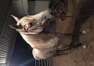 Arabian - Horse for Sale in Oxford, OH 45056 Arabian - Horse for Sale in Oxford, OH 45056