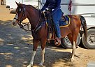 Arabian - Horse for Sale in Brentwood, CA 94513 Arabian - Horse for Sale in Brentwood, CA 94513