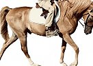 Arabian - Horse for Sale in St.Louis, MO 63026 Arabian - Horse for Sale in St.Louis, MO 63026