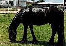 Friesian - Horse for Sale in Houston, TX 77032 Friesian - Horse for Sale in Houston, TX 77032