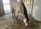 Quarter Horse - Horse for Sale in Goldthwaite, TX 76844 Quarter Horse - Horse for Sale in Goldthwaite, TX 76844