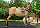 Mustang - Horse for Sale in Lebanon, OH 45036 Mustang - Horse for Sale in Lebanon, OH 45036