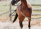 Arabian - Horse for Sale in Carlyle, SK S0C 0R0 Arabian - Horse for Sale in Carlyle, SK S0C 0R0