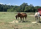 Arabian - Horse for Sale in Pearcy, AR 71964 Arabian - Horse for Sale in Pearcy, AR 71964