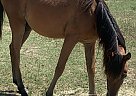 Arabian - Horse for Sale in Pearcy, AR 71964 Arabian - Horse for Sale in Pearcy, AR 71964