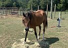 Arabian - Horse for Sale in Pearcy, AR 71964 Arabian - Horse for Sale in Pearcy, AR 71964