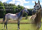 Arabian - Horse for Sale in Gaylord, MI 49735 Arabian - Horse for Sale in Gaylord, MI 49735