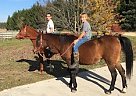 Arabian - Horse for Sale in Custer, MI 49405 Arabian - Horse for Sale in Custer, MI 49405