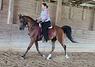 Arabian - Horse for Sale in Waterloo, IL 62298 Arabian - Horse for Sale in Waterloo, IL 62298