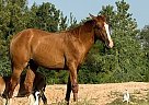 Other - Horse for Sale in , TX 77011 Other - Horse for Sale in , TX 77011