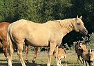 Other - Horse for Sale in , TX 77011 Other - Horse for Sale in , TX 77011