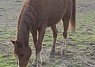 Arabian - Horse for Sale in Holladay, UT 84117 Arabian - Horse for Sale in Holladay, UT 84117