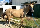 Tennessee Walking - Horse for Sale in Okeana, OH 45053 Tennessee Walking - Horse for Sale in Okeana, OH 45053