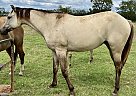 Quarter Horse - Horse for Sale in Mount Vernon, TX 75457 Quarter Horse - Horse for Sale in Mount Vernon, TX 75457