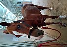 Quarter Horse - Horse for Sale in , TX 75604 Quarter Horse - Horse for Sale in , TX 75604